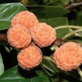 Kudraniya (drvo jagode): opis, sadnja i njega, recenzije, fotografije