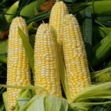 Kukuruz: sadnja i njega na otvorenom polju