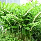 Kupena višecvjetna: fotografija i opis