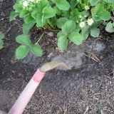 Pileće đubrivo za jagode