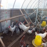 Polikarbonatni kokošinjac