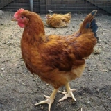 Pilići lisice - rasa pilića ili križ