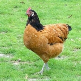 Forwerk chickens