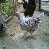 Pilići pasmine liven: karakteristike, fotografija