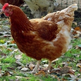 Slomljene smeđe kokoške