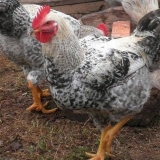 Master sivi pilići: opis i karakteristike pasmine