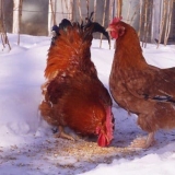 Mini-mesne kokoši - mljevene, opis pasmine