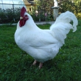 Pilići pasmina mesa i jaja: što je bolje, kako odabrati