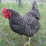 Plymouthrock kokoši: karakteristike pasmine sa fotografijama, recenzijama