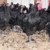 Maran chickens