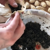 Kurze sa koprivom: recepti za kuvanje, fotografije