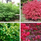 Euonymus grm: sadnja i njega, fotografija