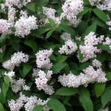 Deutsia grm (deucela): njega i sadnja na uralu, u sibiru, vrijeme, ...