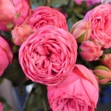 Sorte grmovih ruža ružičasti klavir (ružičasti klavir): opis, sadnja i njega