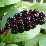 Lakonos američko i koštičavo voće: lekovita i korisna svojstva bobi...