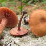 Uobičajeni lak (ružičasti lak): opis i fotografija