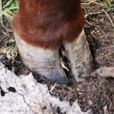 Laminitis kod goveda: uzroci, simptomi i liječenje