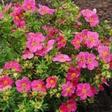 Potentilla grm belissimo: opis i recenzije