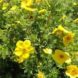 Potentilla grm goldstar (goldstar): sadnja i njega