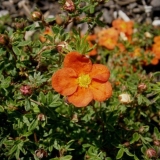 Potentilla grm crveni led: opis, uzgoj, fotografija