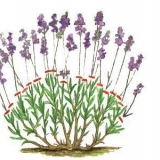 Lavanda angustifolia: fotografija i opis, sorte, recenzije