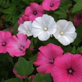 Lavater iz sjemenki kod kuće