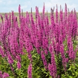 Ljekovita svojstva i kontraindikacije loosestrife