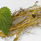 Ljekovita svojstva i kontraindikacije koprive za muškarce