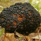 Chaga tretman za onkologiju: recenzije, korisna svojstva, recepti za upotrebu