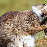 Liječenje psoroptoze ili ušnih grinja kod kunića