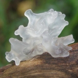 Ledena gljiva (snijeg, srebro): fotografija i opis, recepti za kuhanje