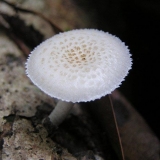 Lepiota brebisson: opis i fotografija