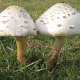 Lepiota morgana (morgan kišobran): opis i fotografija