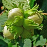 Ljeska (lješnjak): sadnja i njega na otvorenom polju