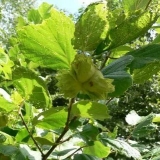 Raznobojni lješnjak: fotografija i opis
