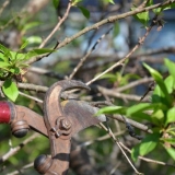 Ljetna rezidba trešanja: nakon plodonošenja, rokovi i pravila za formiranje stabala + sheme