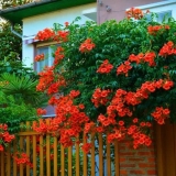 Liana kampsis: fotografija u pejzažnom dizajnu, otpornost na mraz