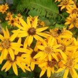 Ligularia serratata crno ljubičasta: uzgoj na otvorenom