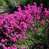 Pjenušava rozeta lychnis: sadnja i njega, fotografija