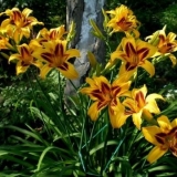 Daylily bonanza: opis, fotografija, sadnja i njega