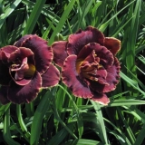 Noćni žar ljiljana: opis i fotografija, sadnja i njega, video