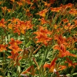 Daylily narandžasta: obična i sve vrste narandže