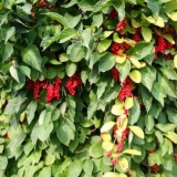 Schisandra chinensis: uzgoj i njega u sibiru, moskovskoj regiji, na...