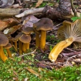 Lijevka za lisičarke (cijevasta): kako izgleda i gdje raste, recepti