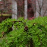 Ariš pendula na deblu