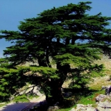 Libanski kedar: fotografija i opis