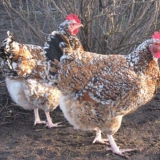Livensky chickens