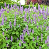 Lofant: fotografija, uzgoj