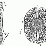 Vinova loza - biljka, kako struktura grma grožđa raste
