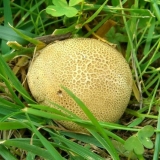 Uočen lažni kabanica: opis i fotografija